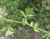 genus Crataegus. Часть побега (видны листья снизу). Дагестан, Гергебильский р-н, окр. с. Гергебиль, ок. 800 м н.у.м., каменистый склон. 07.06.2019.