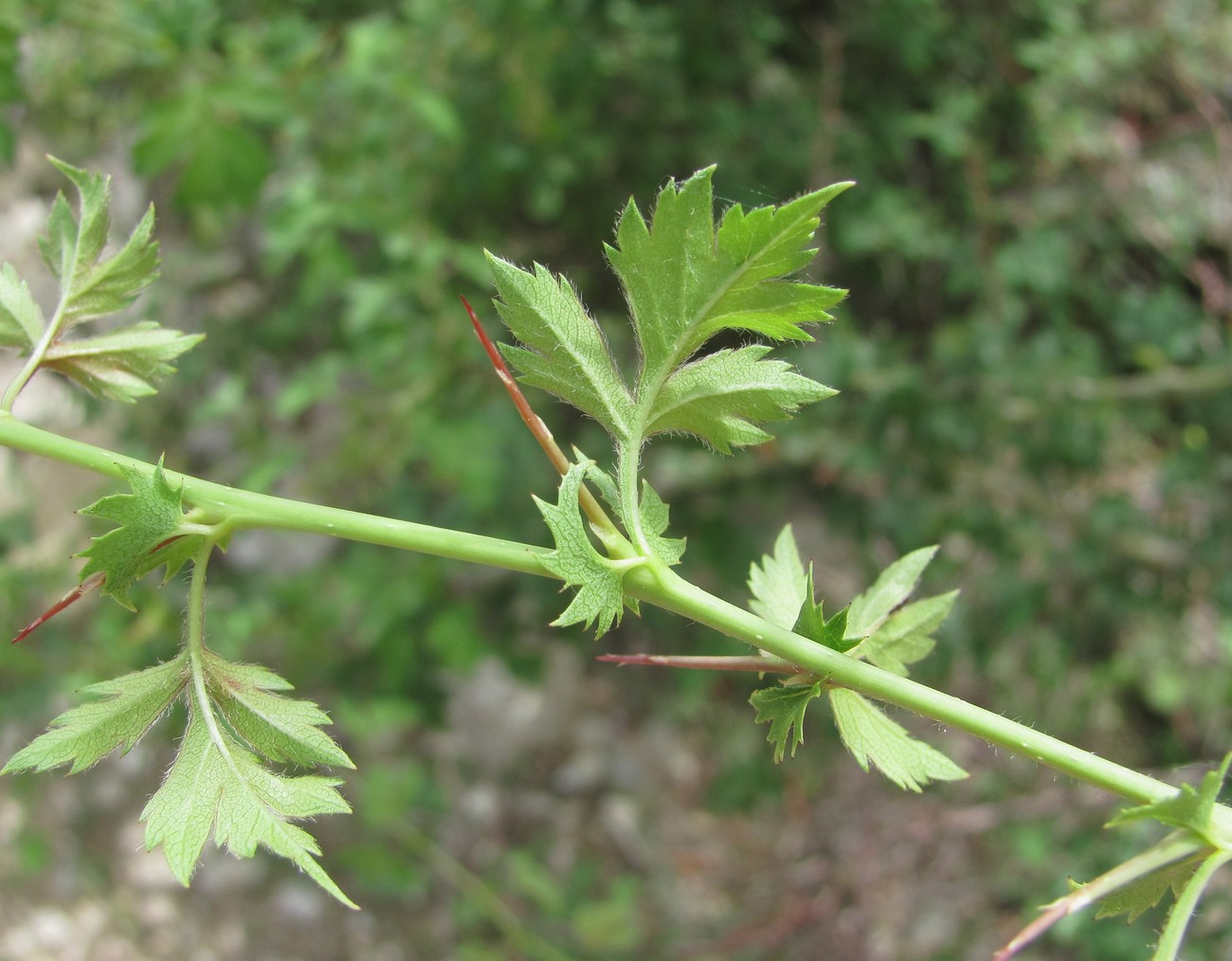 Изображение особи род Crataegus.