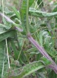 Centaurea jacea подвид substituta. Часть побега. Краснодарский край, окр. г. Новороссийск, хр. Маркотх, окр. пер. Андреевский, опушка леса. 07.08.2019.