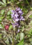 Dactylorhiza × transiens. Соцветие. Мурманская обл., окр. пос. Росляково, обочина грунтовой дороги. 18.08.2019.