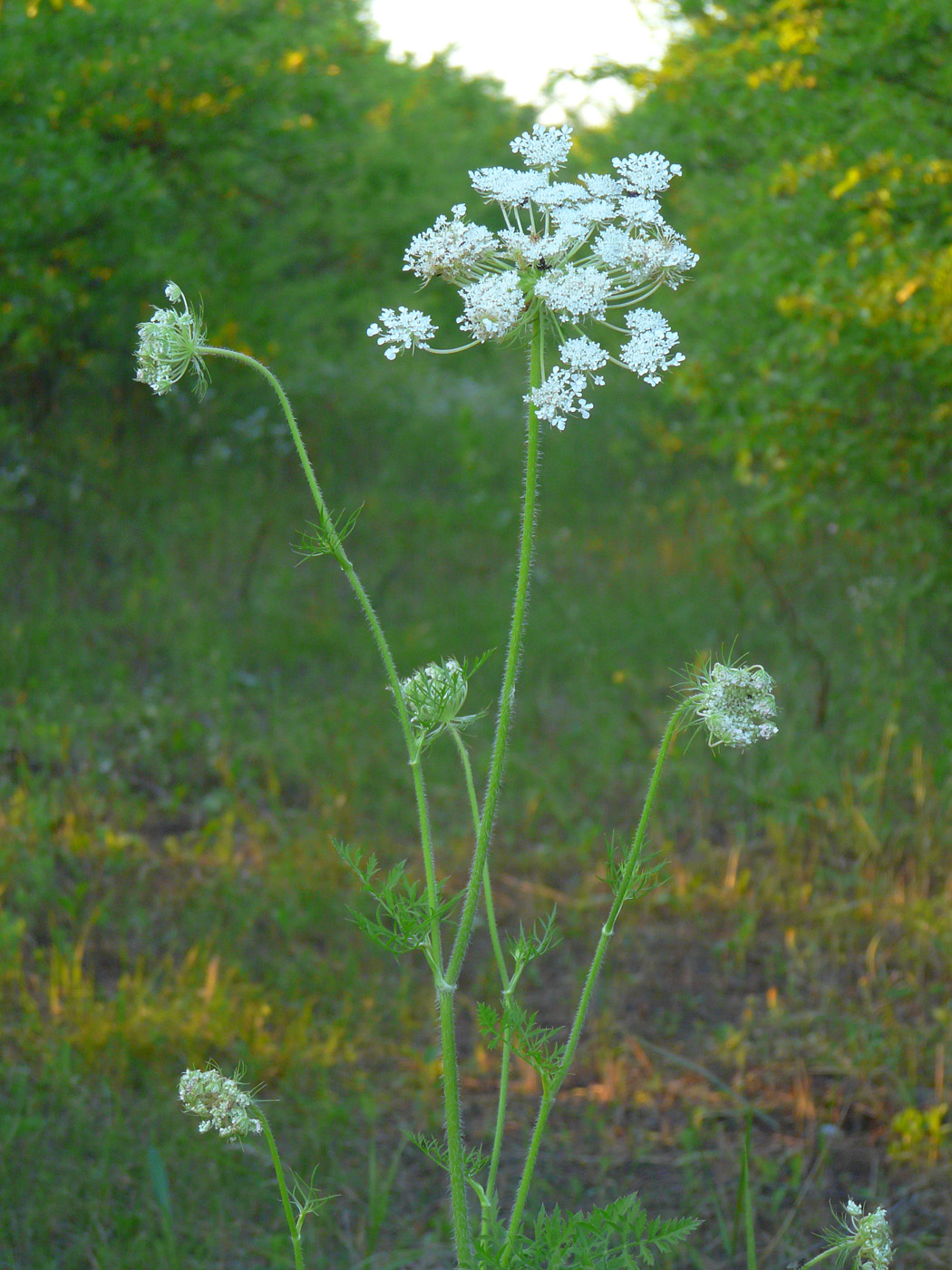 Image of Daucus carota specimen.