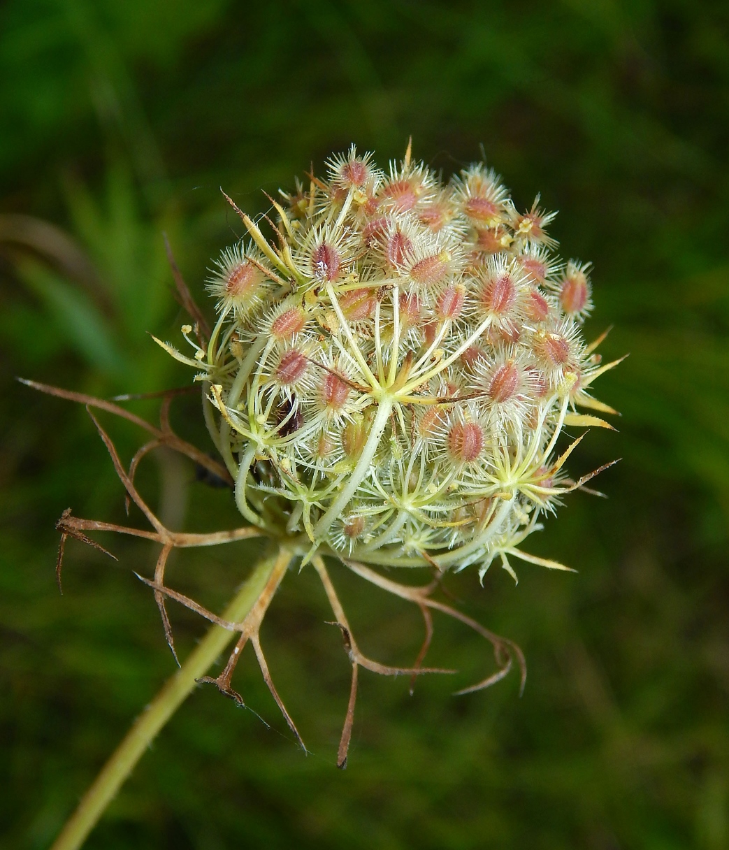 Image of Daucus carota specimen.