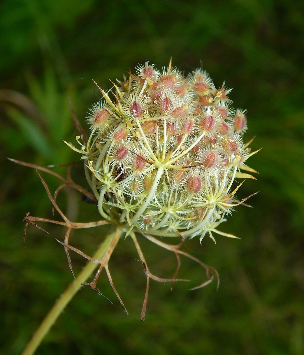 Изображение особи Daucus carota.