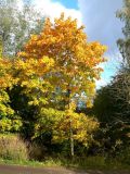 Acer platanoides. Внешний вид растения в \"осенней\" листве. Санкт-Петербург, Выборгский р-н, Шуваловский парк, во втором ярусе древостоя. 05.10.2019.