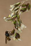 Hierochloe odorata
