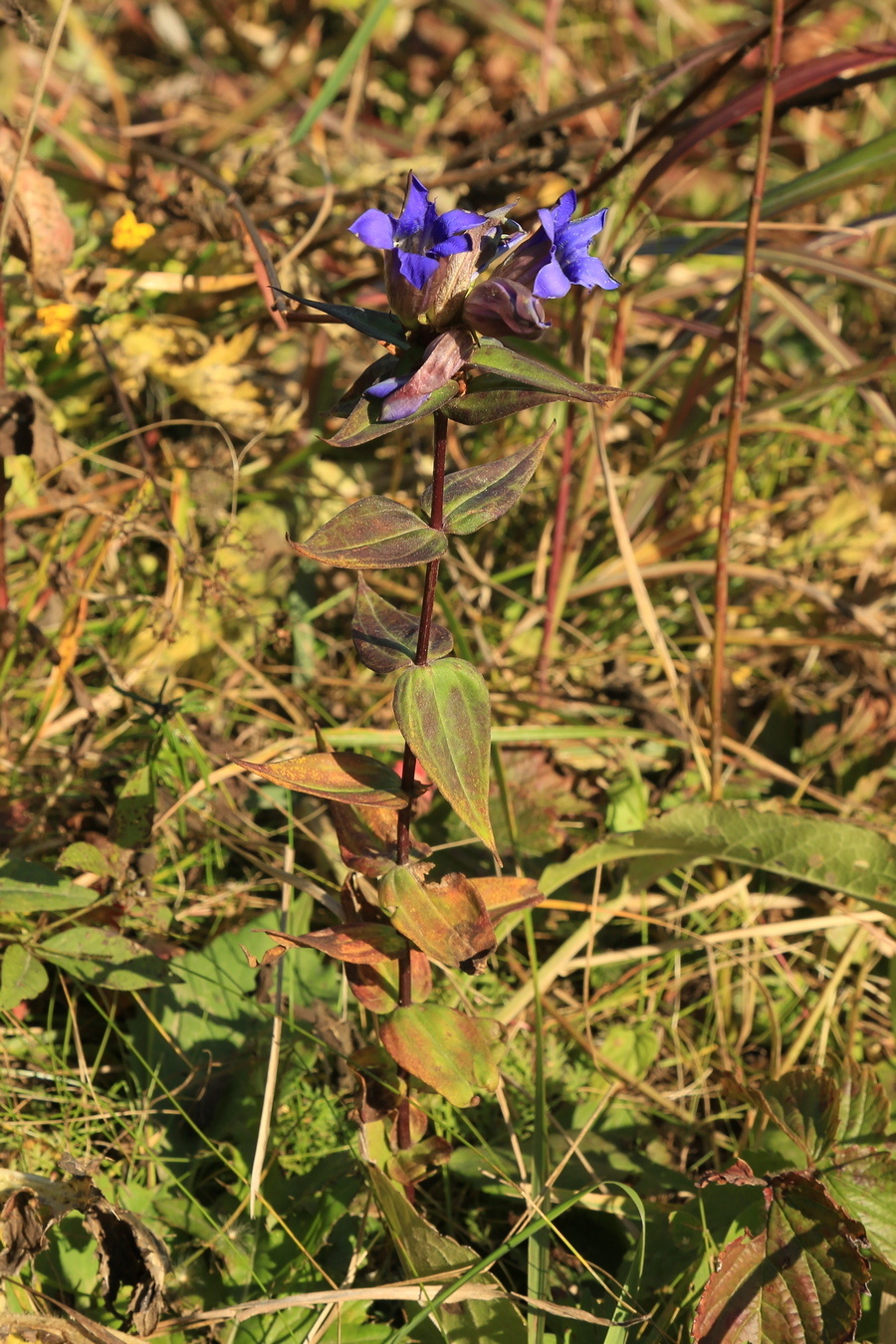 Изображение особи Gentiana scabra.