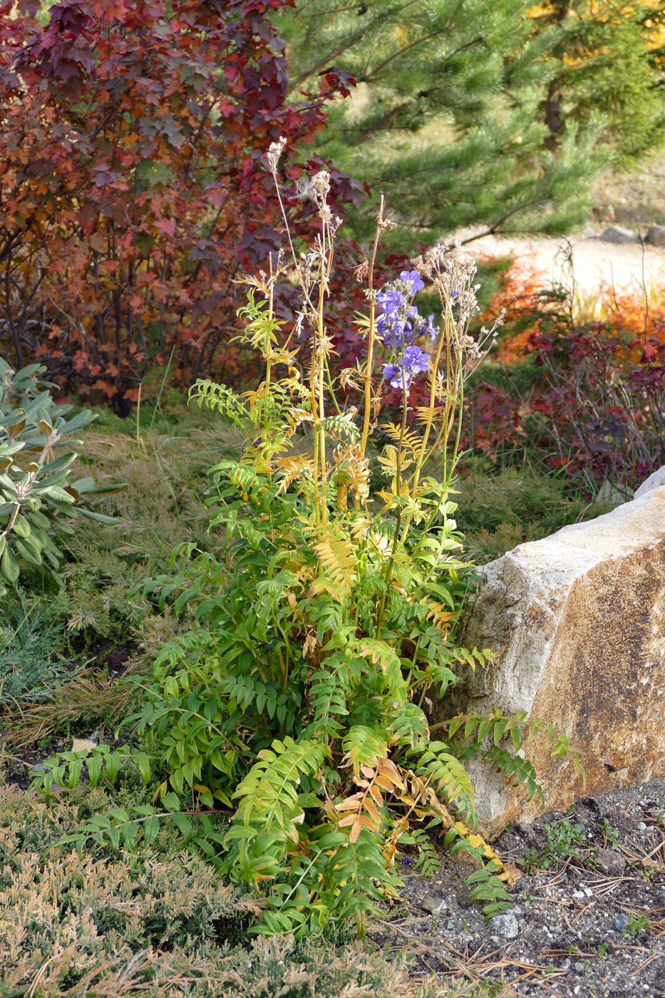 Image of Polemonium caeruleum specimen.