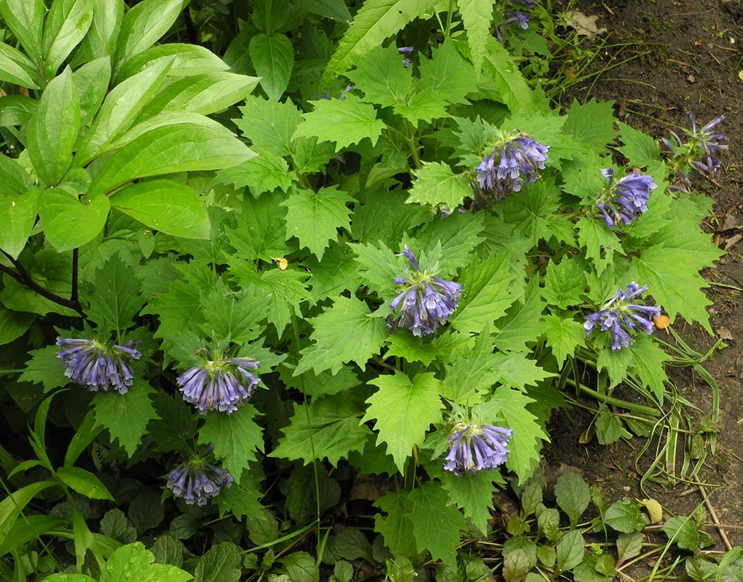 Image of Ajuga incisa specimen.