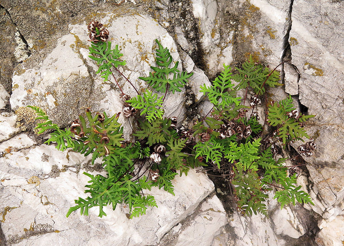 Изображение особи Aleuritopteris argentea.