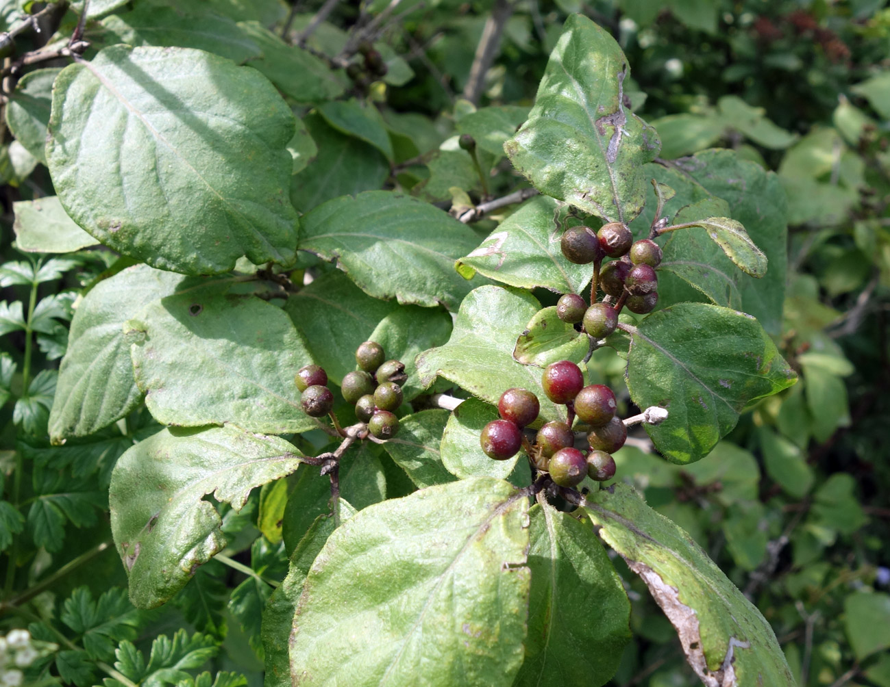 Image of genus Lonicera specimen.