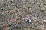 Aster alpinus