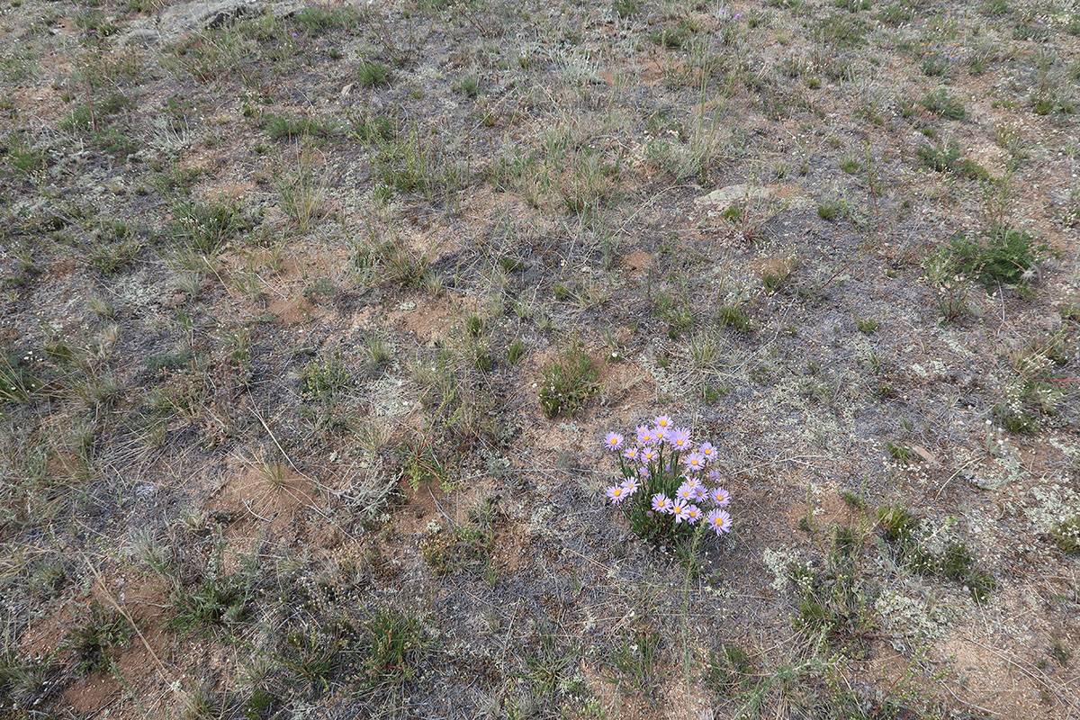 Изображение особи Aster alpinus.