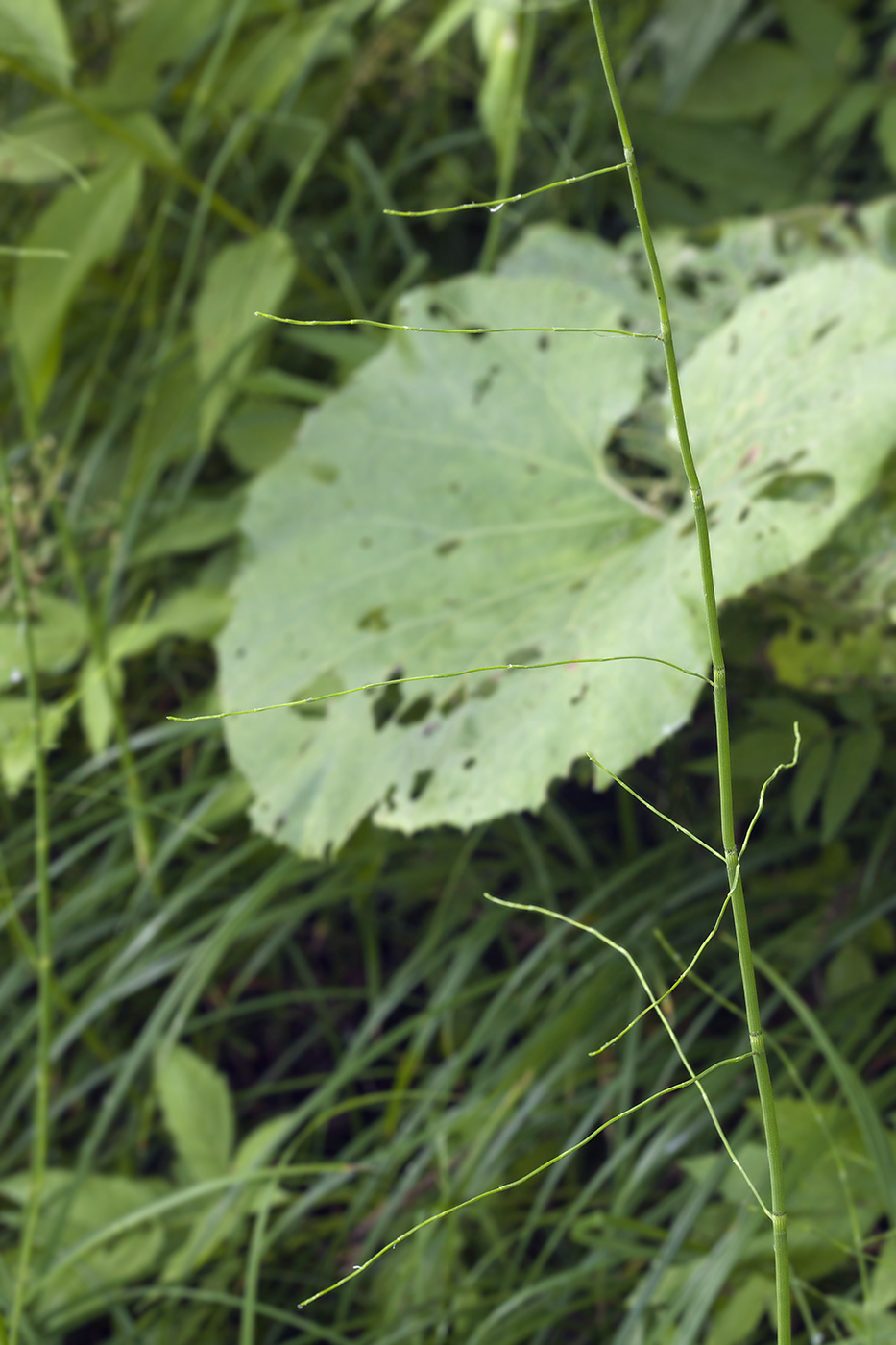 Изображение особи Equisetum fluviatile.