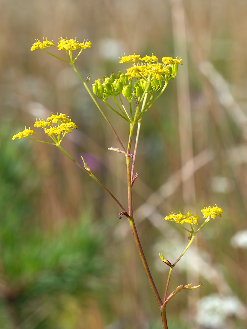 Изображение особи Pastinaca sylvestris.