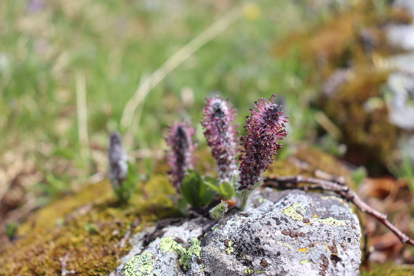 Image of genus Salix specimen.