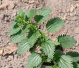 Urtica urens