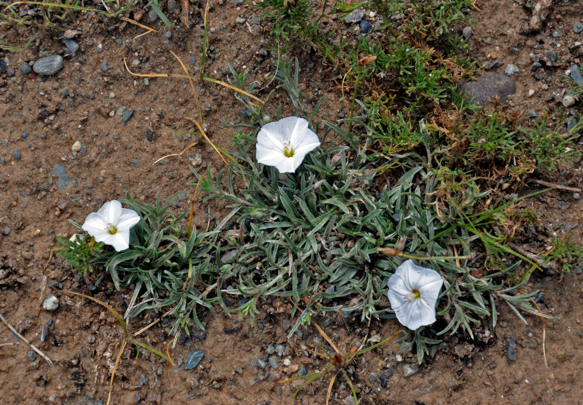 Image of Convolvulus ammannii specimen.