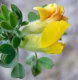 Chamaecytisus hirsutissimus