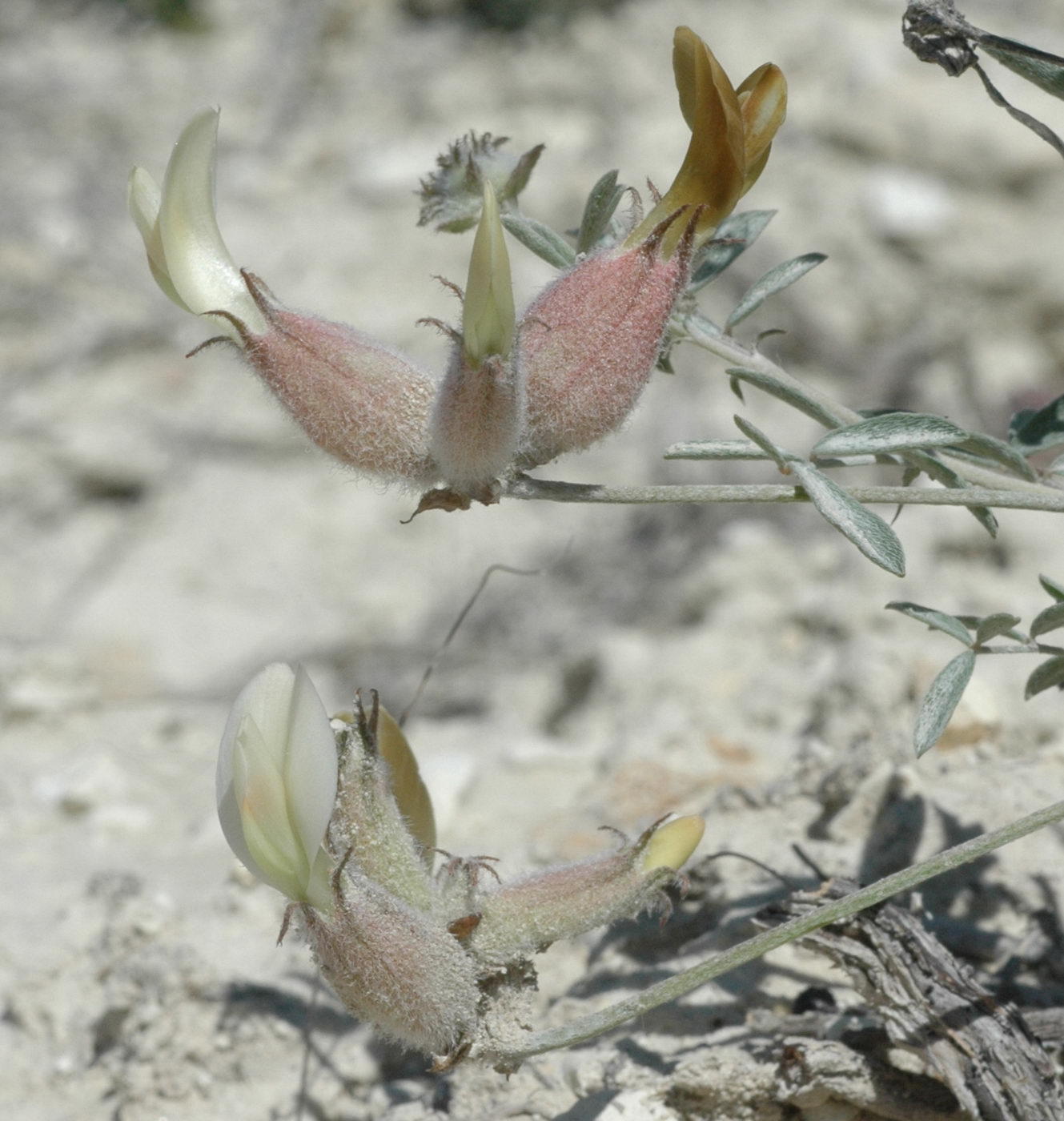 Image of Astragalus medius specimen.