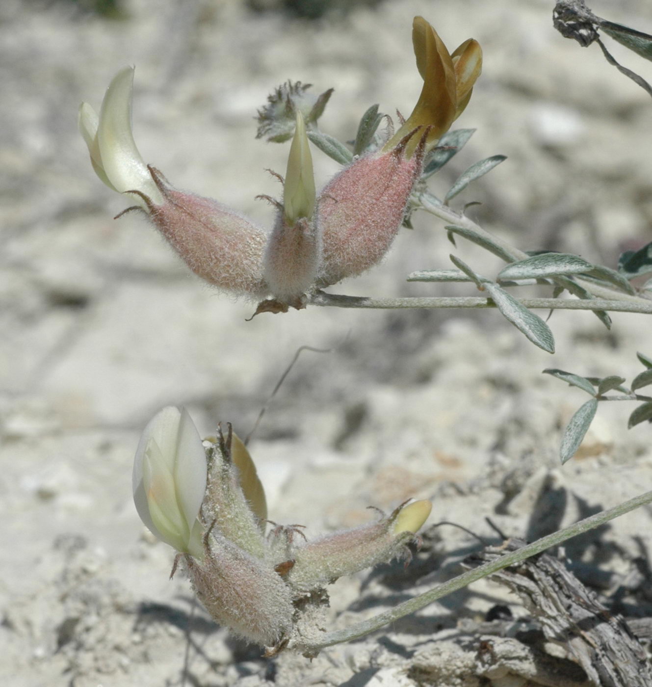 Изображение особи Astragalus medius.