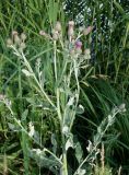 Cirsium incanum