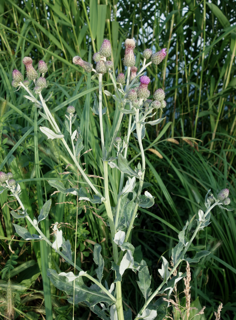 Изображение особи Cirsium incanum.