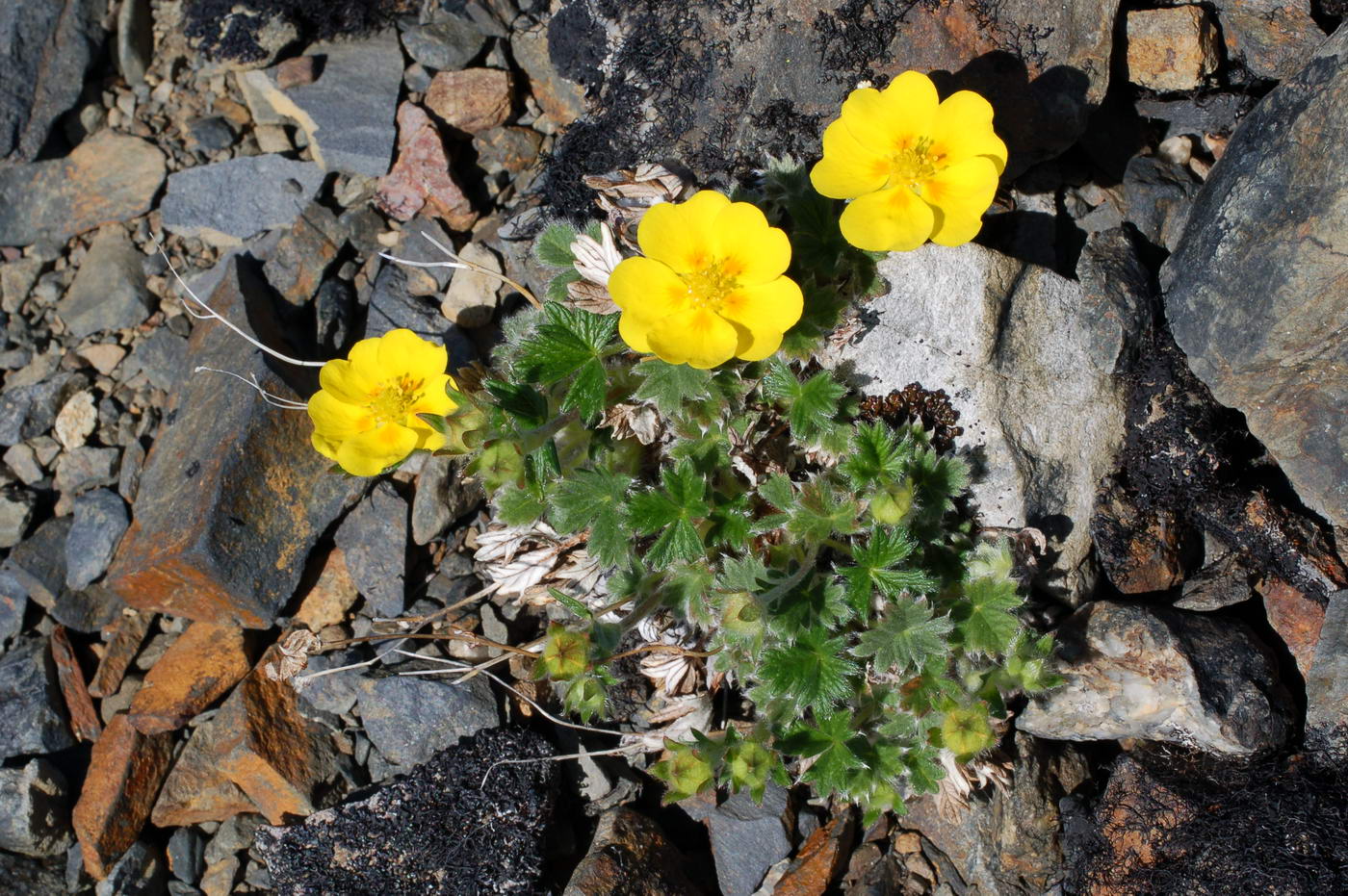 Изображение особи Potentilla uniflora.