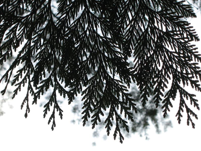 Изображение особи Thuja plicata.