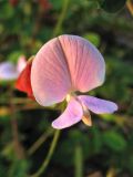 Tephrosia spicata