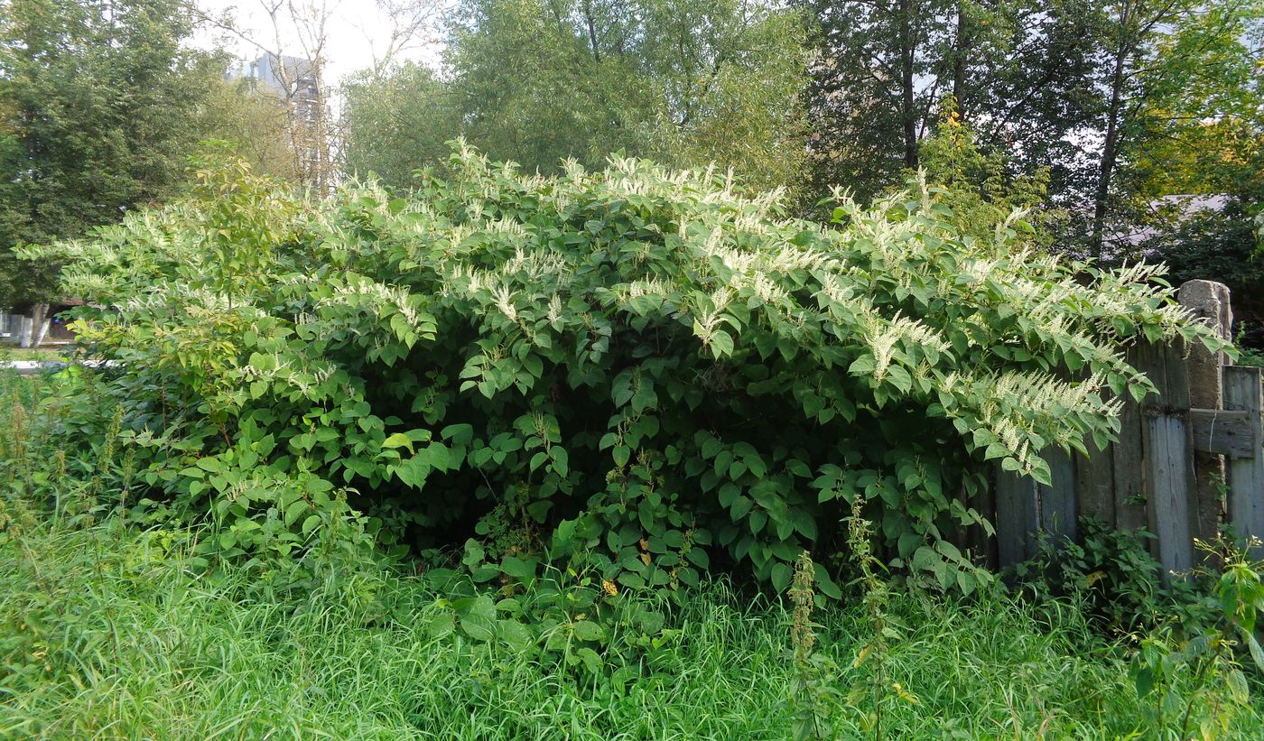 Изображение особи Reynoutria japonica.