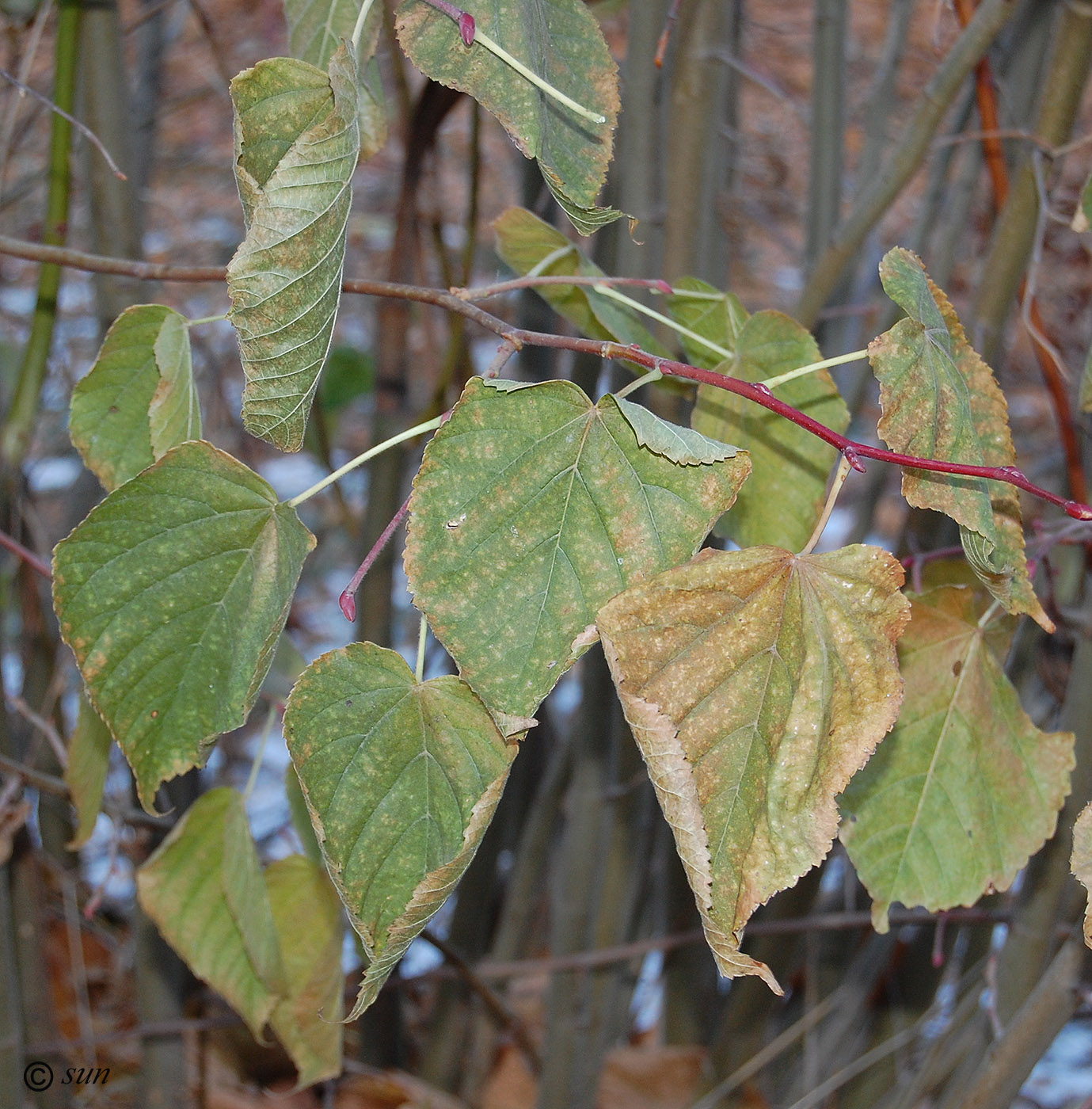 Image of Tilia platyphyllos specimen.