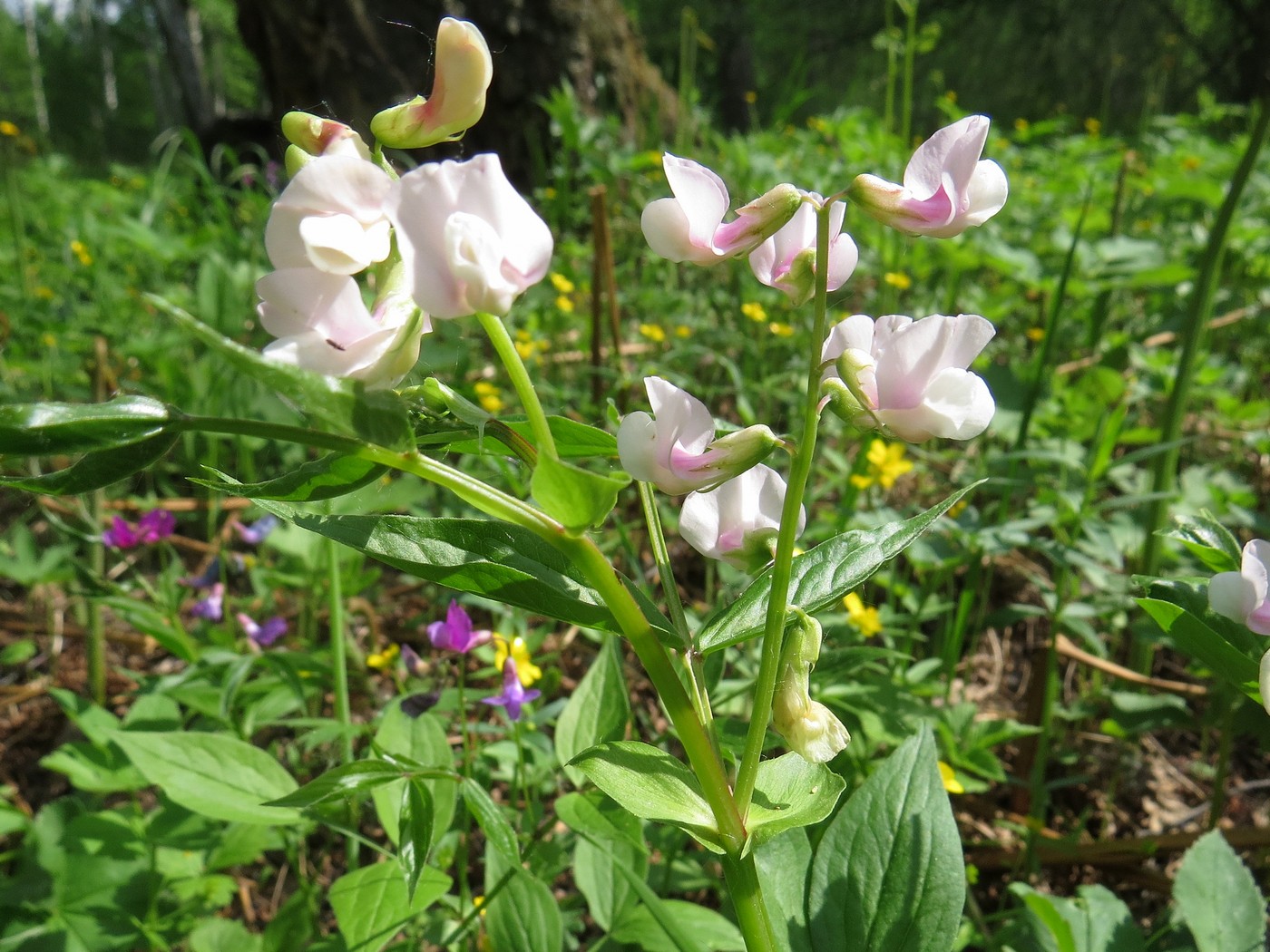 Изображение особи Lathyrus vernus.