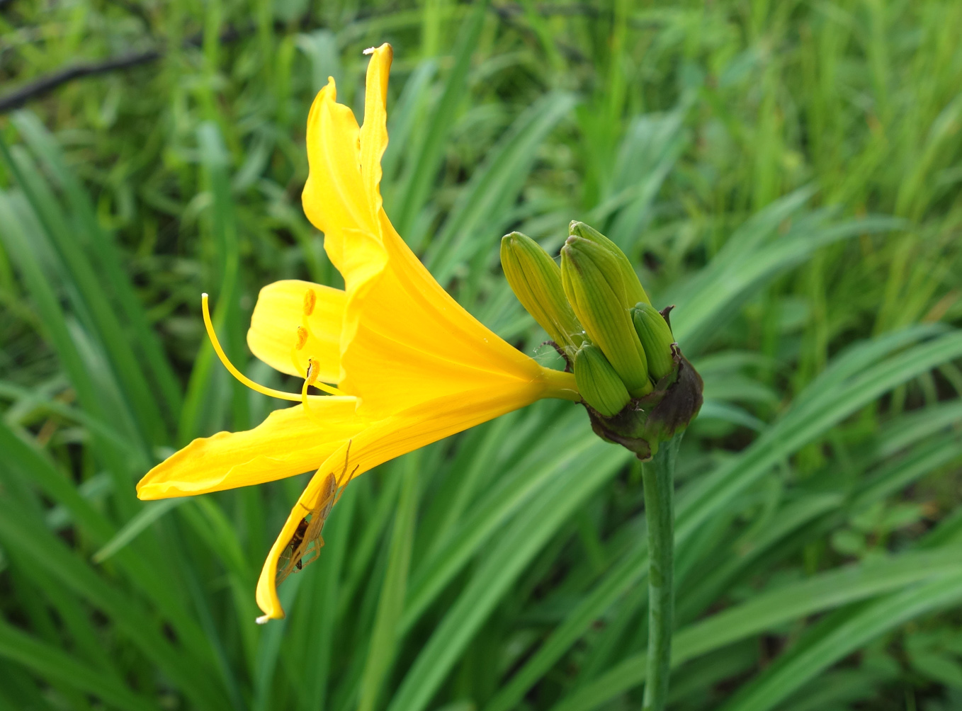 Изображение особи Hemerocallis middendorffii.