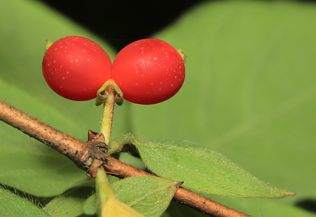 Image of Lonicera praeflorens specimen.