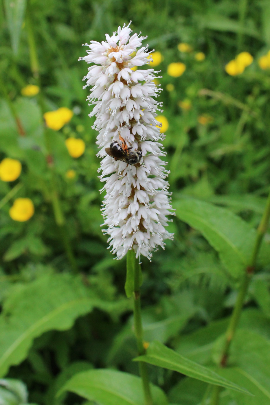 Изображение особи Bistorta officinalis.