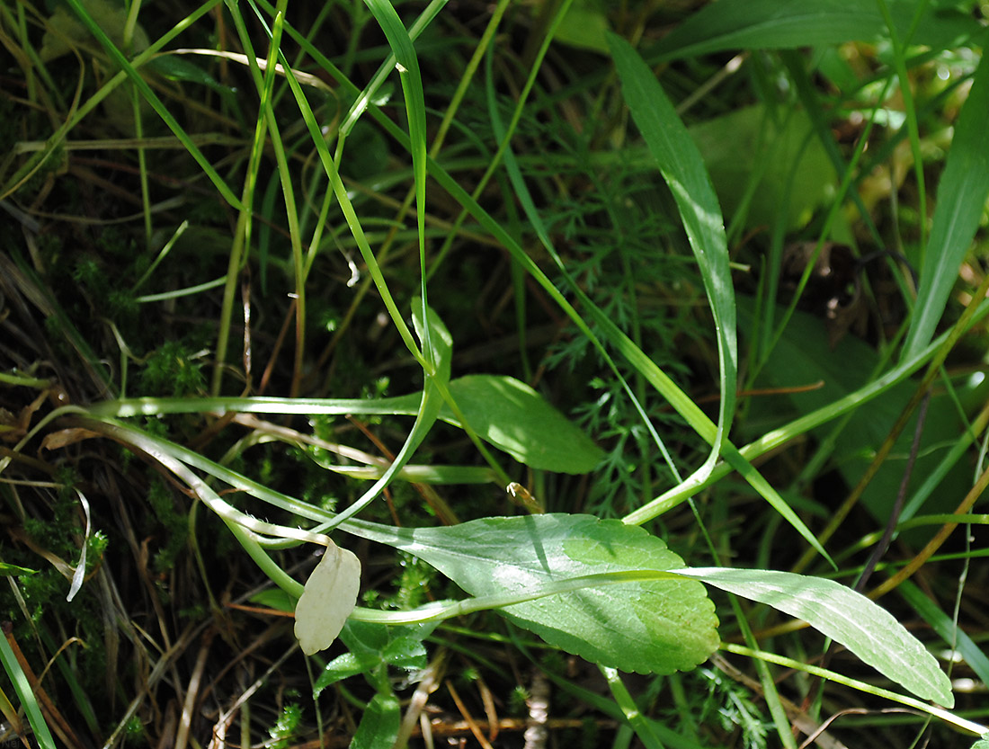 Image of Campanula altaica specimen.