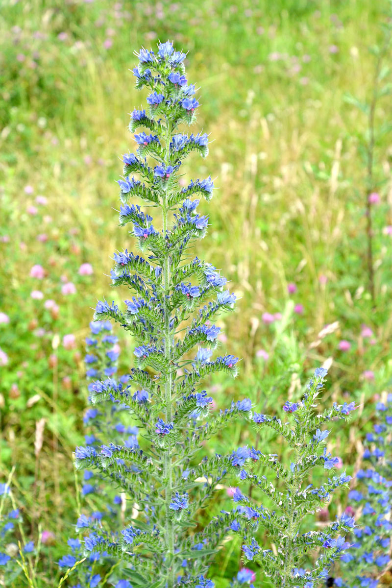 Image of Echium vulgare specimen.