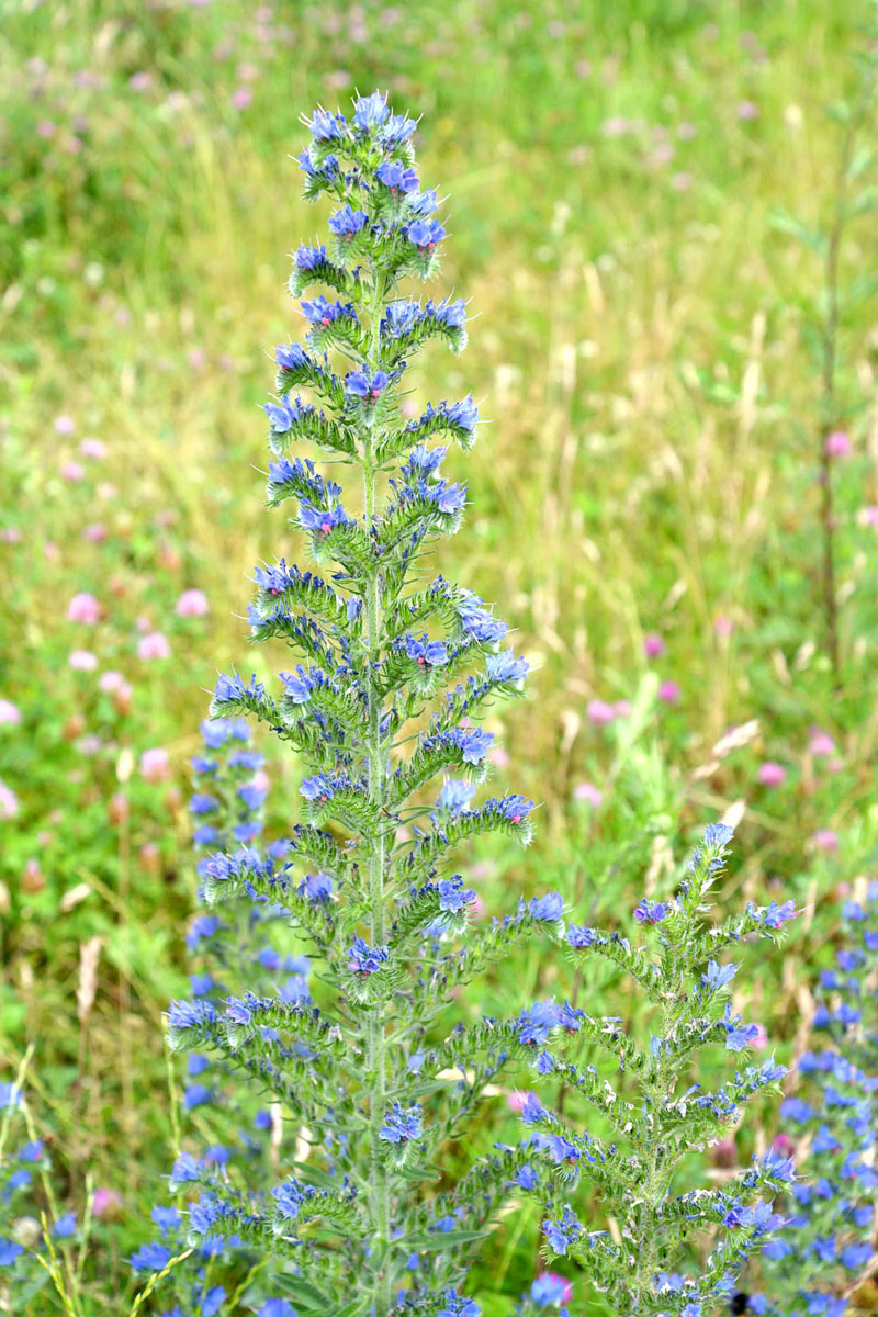 Изображение особи Echium vulgare.