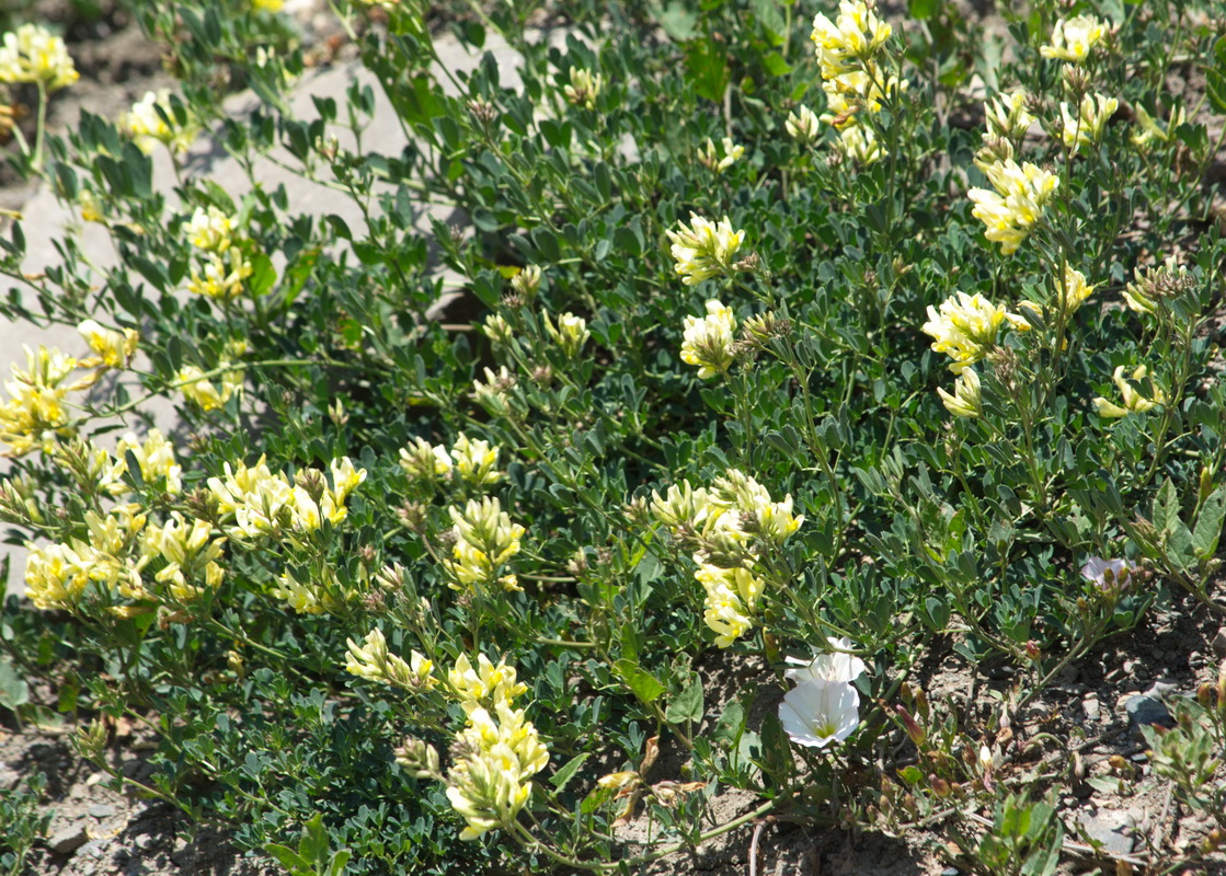 Image of familia Fabaceae specimen.