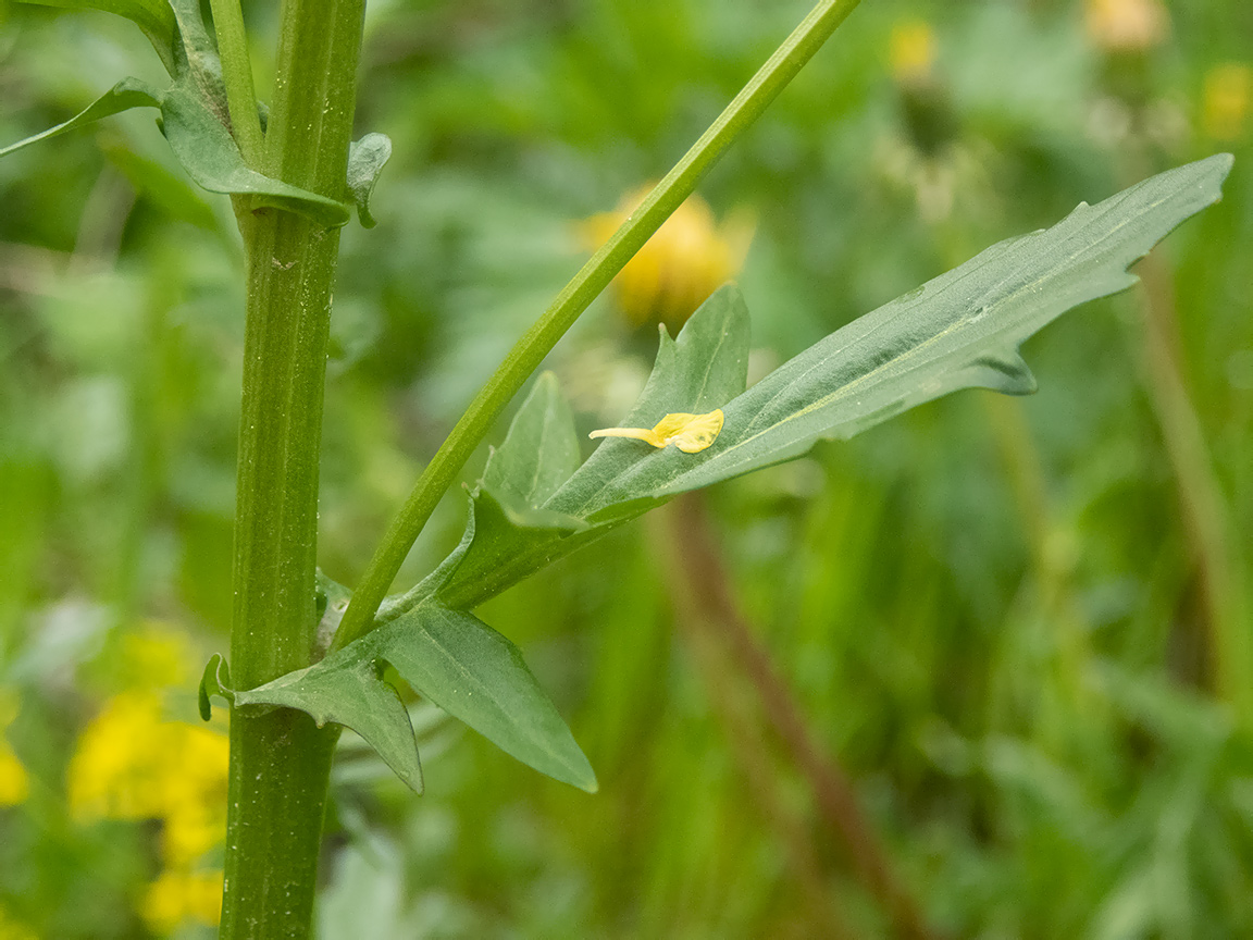 Image of Barbarea arcuata specimen.