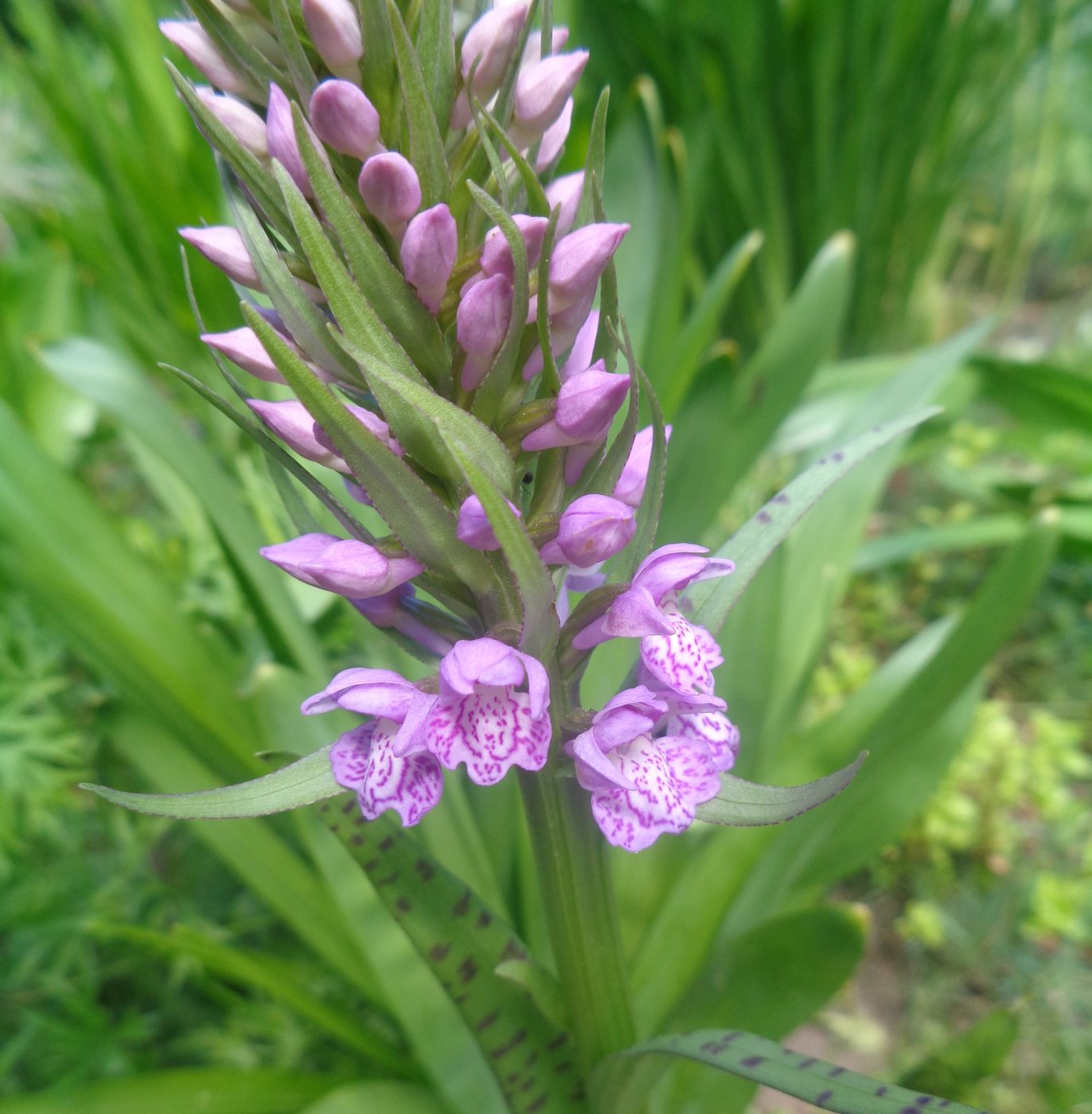 Изображение особи Dactylorhiza baltica.