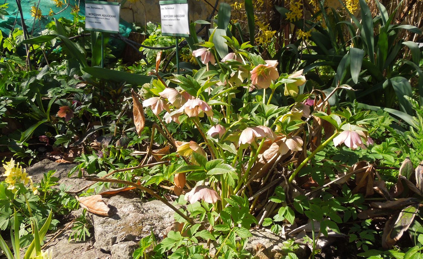 Image of Helleborus caucasicus specimen.