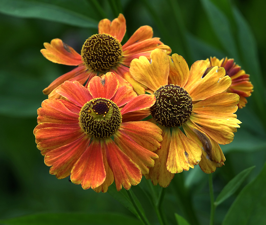 Image of Helenium autumnale specimen.