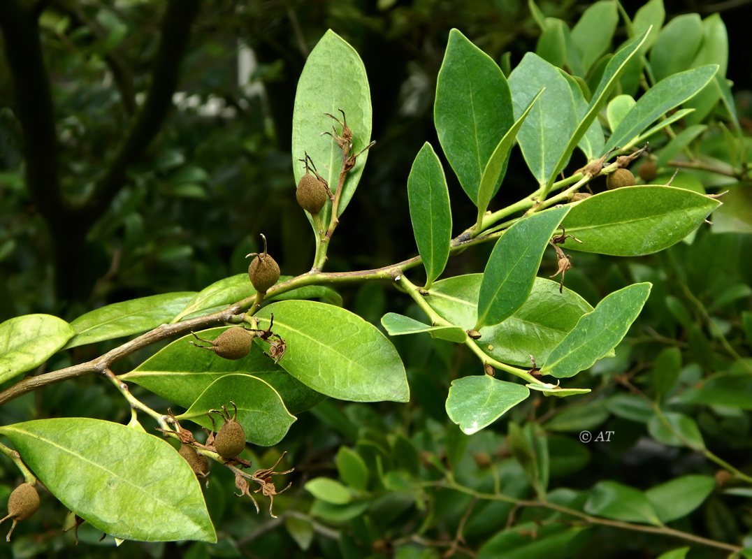 Image of Distylium racemosum specimen.