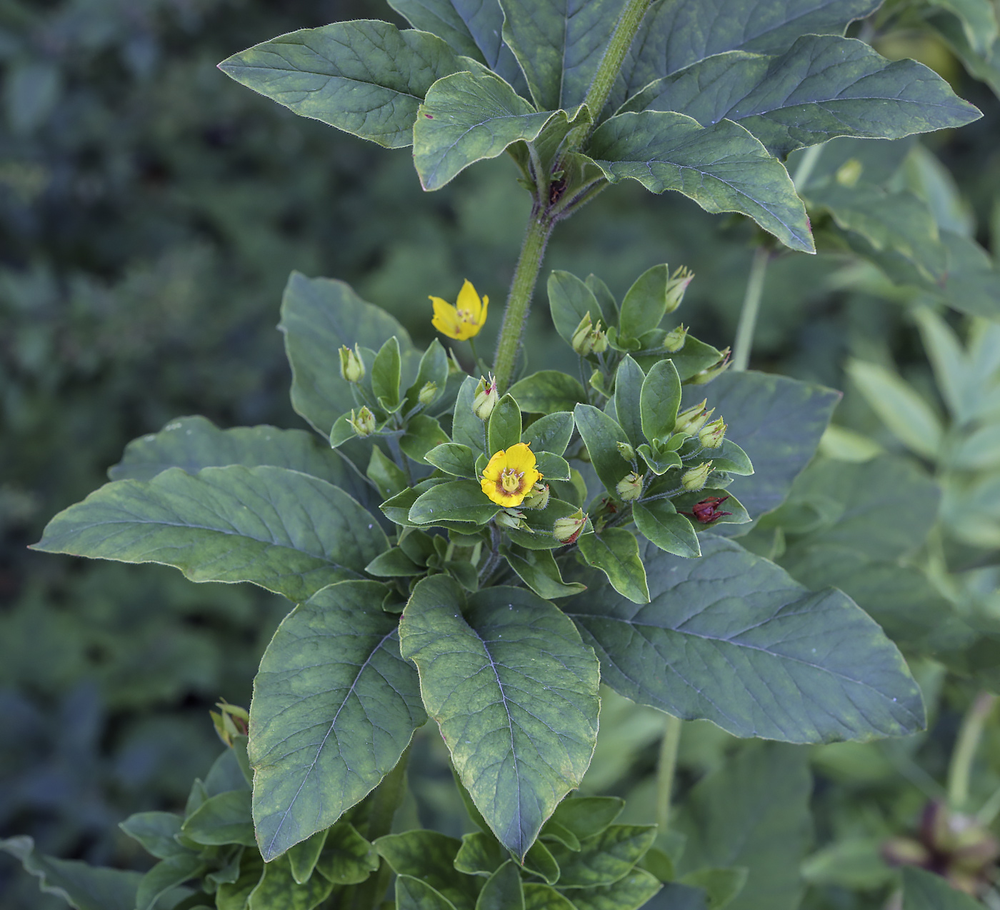 Image of genus Lysimachia specimen.