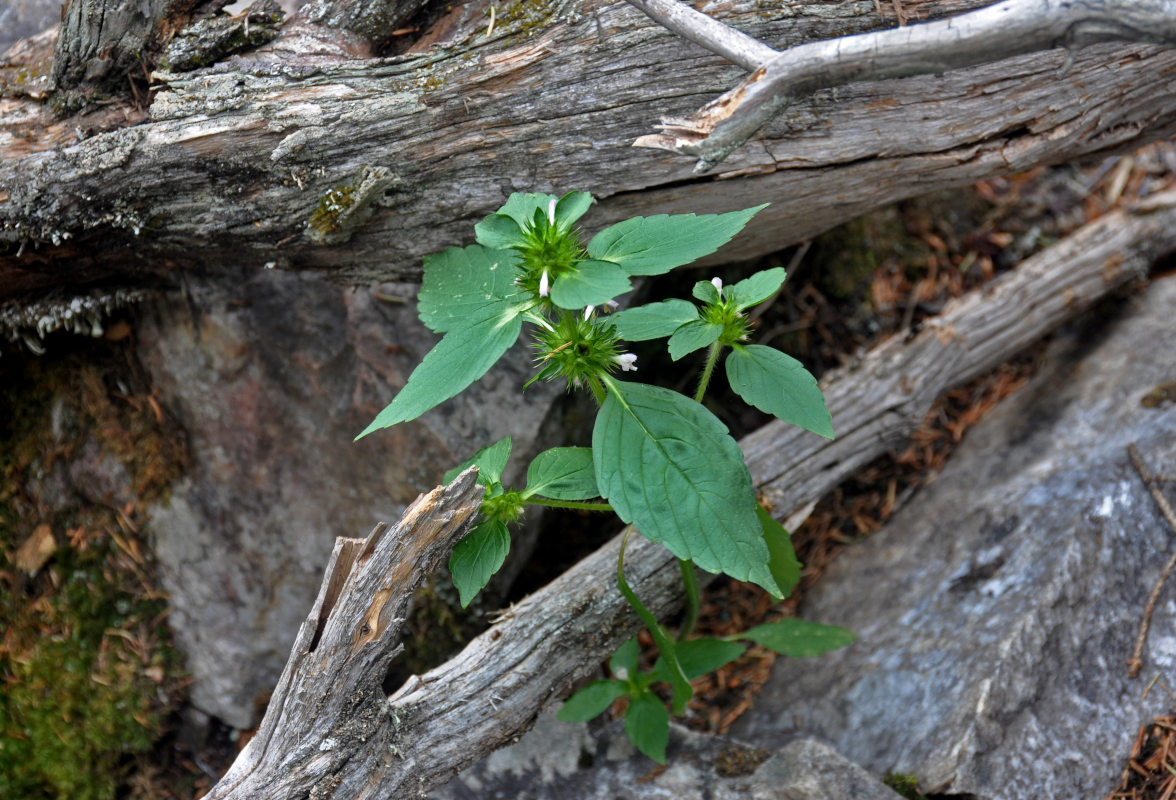 Изображение особи Galeopsis bifida.