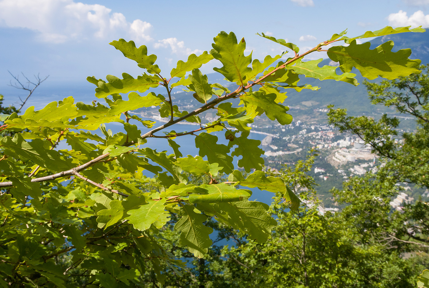 Изображение особи Quercus petraea.