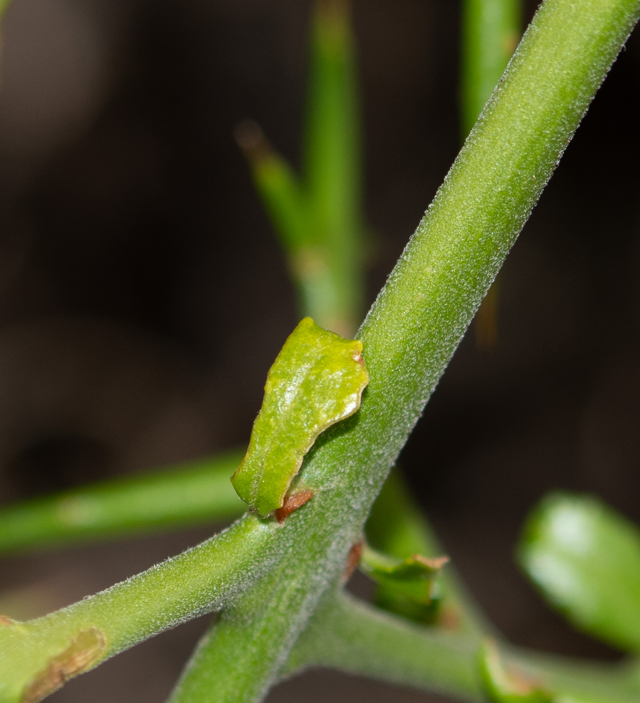 Image of Colletia spinosissima specimen.