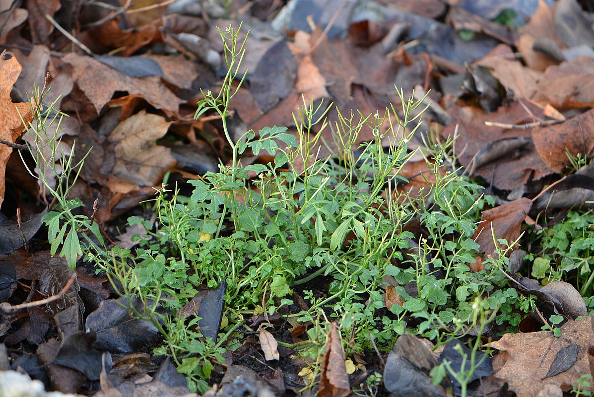 Изображение особи Cardamine flexuosa.