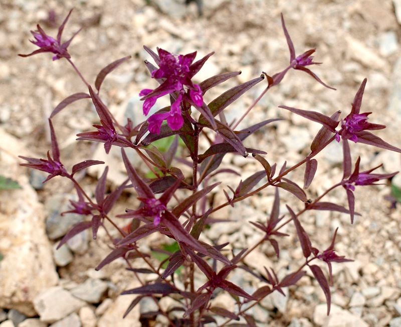 Image of Melampyrum setaceum specimen.